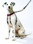 No Pull Dog Training Leash Halter Pet Lead Nylon Webbing Stress Free Multicolour